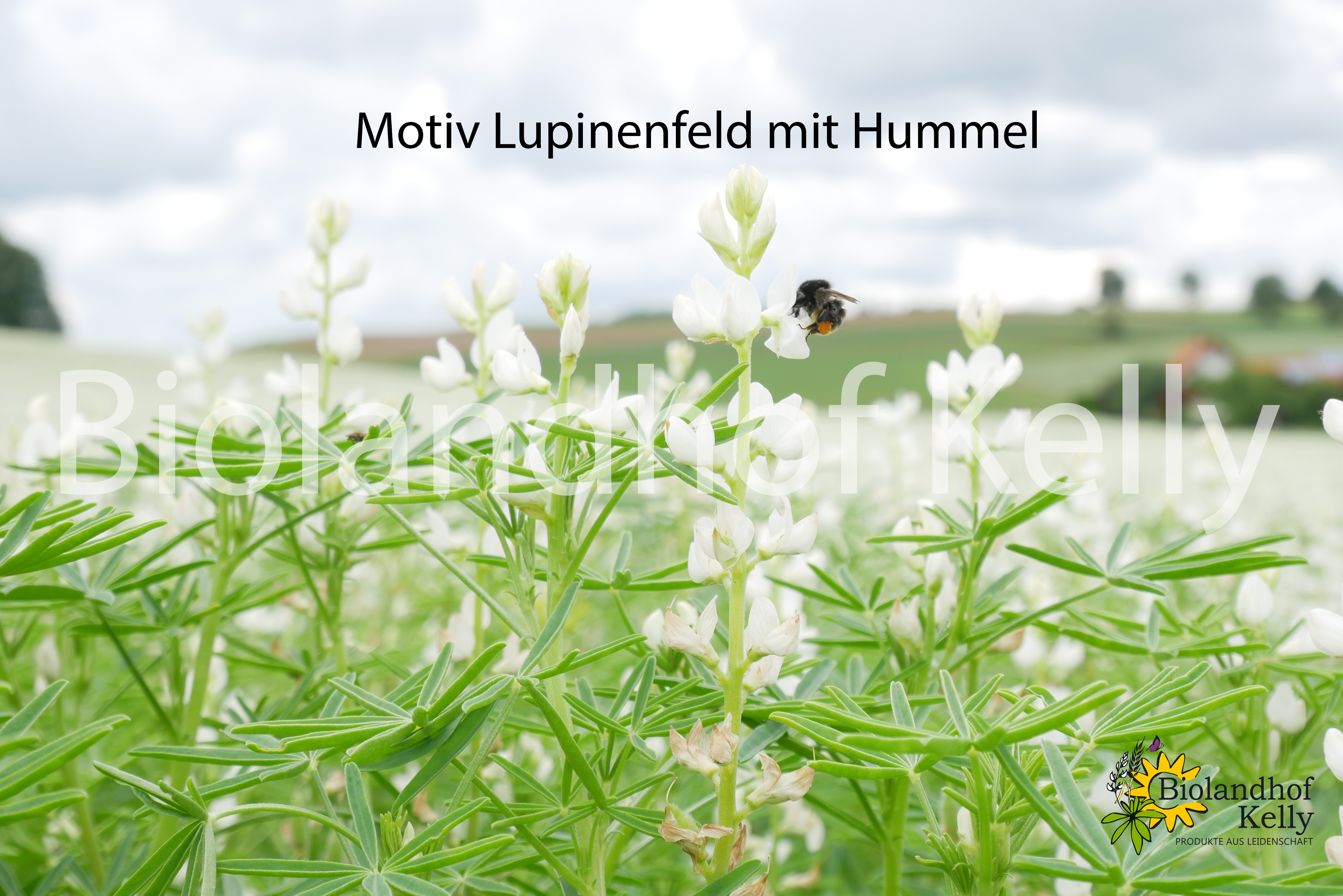 Lupinenfeld Hummel